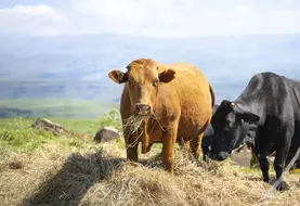 vaches en train de manger