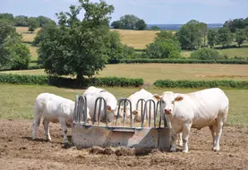 vaches dans un pré avec des fourrages.