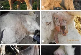 La DNC est une maladie virale des bovins, se manifestant par une forte fièvre et des lésions cutanées généralisées. Les principales sources possibles de virus sont les nodules, squames et croutes, le jetage, les larmes, la salive, la semence et le lait. Dans les lésions cutanées des animaux convalescents, le virus peut être isolé pendant 39 jours et détecté jusqu’à 92 jours. Elle entraine une diminution de la production laitière, des troubles de la fertilité, des avortements et des lési...