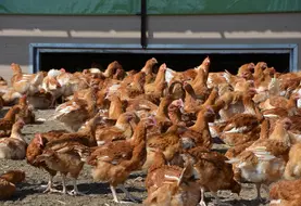 Auvergne-Rhône-Alpes est la quatrième région productrice de volailles de chair.