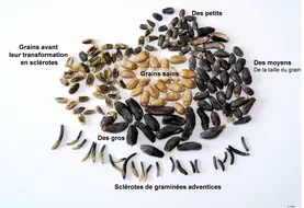 Les différentes catégories de sclérotes. 