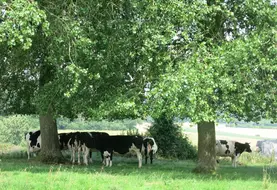 Ombrage vaches