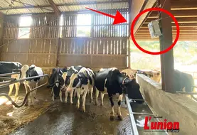 vaches dans une stabulation équipée d'un capteur