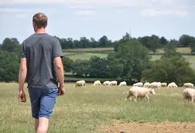 homme au milieu d'un pré avec des moutons.