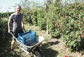 Un homme pousse une brouette entre les framboisiers. 