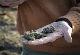 main avec de la terre analyse de sol carthographie des vignobles