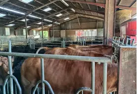 Stigmates sur des vaches atteintes par des grêlons