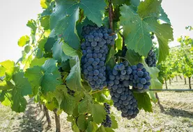 grappes de raisins dans l'aoc côtes d'auvergne