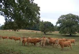 Très présents dans nos régions, les chênes contribuent à la beauté de nos paysages mais on ne doit pas oublier leur potentielle toxicité. Lors d’épisode de sécheresse, la complémentation en fourrage permet de limiter l’impact des glands, par dilution dans la ration, mais si quelques animaux sont repérés en permanence sous les chênes, la seule solution sera de les isoler dans une zone sans glands.