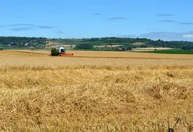 Les moissons 2025 ont donné des résultats dans la moyenne mais la présence d'ergot ampute les récoltes. 