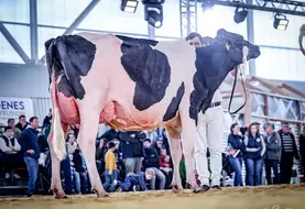 L'élevage Holstein altiligérien a ses stars à l'image de Saxo DC Championne jeune et Meilleure mamelle à Hol'Star 2025, ou 3ème de section à l'Open Dairy Show en novembre 2024 en Mayenne.