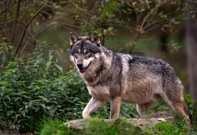 Une attaque de loup sur brebis et agneau, le 24 octobre dernier à la Tour d’Auvergne, a été confirmée par l’OFB