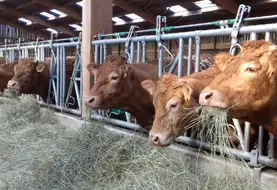 La rentrée en bâtiment est une période clé où se joue une bonne partie des performances économiques de l’élevage. C’est le moment de faire le point sur tous les sujets sanitaires de l’élevage, et notamment mettre les animaux dans un environnement agréable : chargement, ventilation, luminosité, qualité des litières, abreuvement&