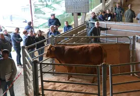 Virtuo est partie pour la somme de 11400€.