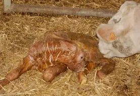 Sitôt le vêlage fait, on veillera à ce que le veau réagisse normalement et que la vache ne présente pas de complication. On lui mettra à disposition eau et nourriture, le vêlage étant éprouvant pour l’animal.