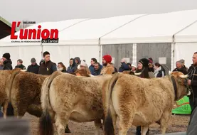 l'arrière de troois vaches aubrac tenues par les éleveurs