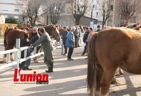 des chevaux et des personnes sur le champ de foire