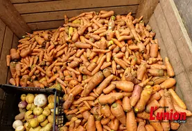 Récolte de carrottes