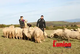 Deux personnes au miieu des moutons.