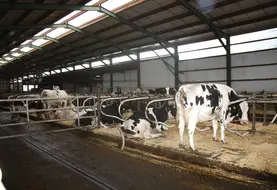 Attention, le stress thermique peut avoir de lourdes conséquences sur le cheptel.