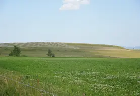 L'herbe, trésor du Massif central.