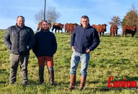 trois agriculteurs au premier plan et des vaches salers au second plan