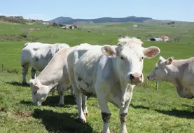 Seul le dépeuplement total du foyer permet d’éteindre rapidement la circulation du virus.