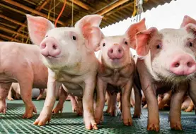 Les membres de la filière sont appelés à se réunir le 21 janvier pour parler de l'avenir du porc en Haute-loire.