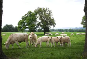 La Charolaise reste la première race bovine en termes d'effectifs dans le Puy-de-Dôme malgré l'érosion du nombre de têtes.