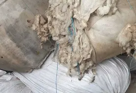 Dans les fermes, la laine s'accumule à défaut de débouchés. 