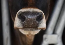 nez de vache