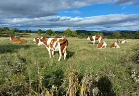 Vaches laitières montbéliardes