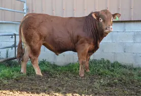 un taureau de race limousine