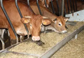 La voie principale de contamination est par inhalation. Les tiques peuvent également être vecteur.