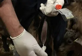 ABSCOPE est un programme d’étude sur l’antibiorésistance en élevage, cofinancé par le Conseil régional de Nouvelle-Aquitaine. 6 cabinets vétérinaires creusois vont intervenir dans 50 élevages pour prélever des écouvillons rectaux sur 10 veaux, agneaux ou chevreaux. L’objectif est d’identifier la présence d’E. Coli producteurs de BLSE (Béta-Lactamases à Spectre Élargi), facteur de résistance avec un impact sanitaire important en élevage. Cet indicateur permettra de faire un éta...