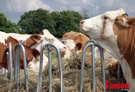 vaches de race simmental à l'auge. 