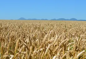Les bons rendements n'ont pas suffi à compenser la baisse des cours des céréales, impactant lourdement l'économie des fermes céréalières puydomoises.