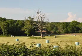 La présence de taupinières conduit à une baisse de la récolte de fourrages, une usure prématurée du matériel et une contamination par de la terre avec développement de bactéries butyriques.