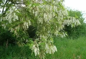 Robinier faux acacia.