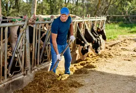 Les groupements d’employeurs sont des associations loi 1901, pilotées par des agriculteurs élus. 