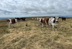 Vaches laitières dans un pâturage de montagne