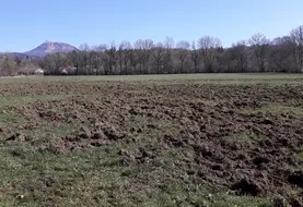 dégâts de sangliers dans une prairie du Puy-de-Dôme