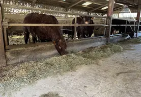 Jeunes bovins salers en train de manger dans une étable