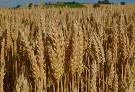 Champs de blés dorés