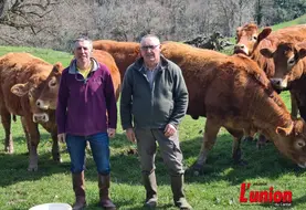 Deux éleveurs devant leur troupeau de race limousine, au pré. 