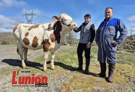 une vache et deux hommes
