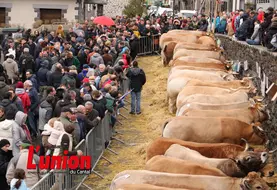 une rangée de vaches avec du pubic sur la gauche de la photo.