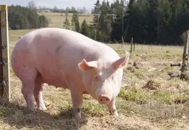 Les scientifiques ont révélé que les sangliers étaient responsables de la contamination des porcs en Roumanie mais que l'inverse avait également eu lieu. 