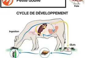 La petite douve présente un cycle original avec deux hôtes intermédiaires : un escargot terrestre puis une fourmi, on parle de cycle trixène.