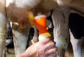 Trempage des trayons des vaches laitiÃ¨res Ã  la fin de la traite.Trempage des trayons des vaches laitiÃ¨res Ã  la fin de la traite.